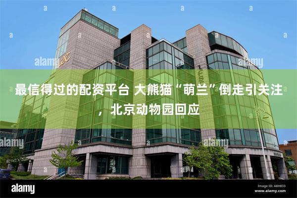 最信得过的配资平台 大熊猫“萌兰”倒走引关注，北京动物园回应